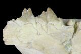 Rare, Fossil Bear Dog (Daphoenus) Jaw Section - South Dakota #143951-3